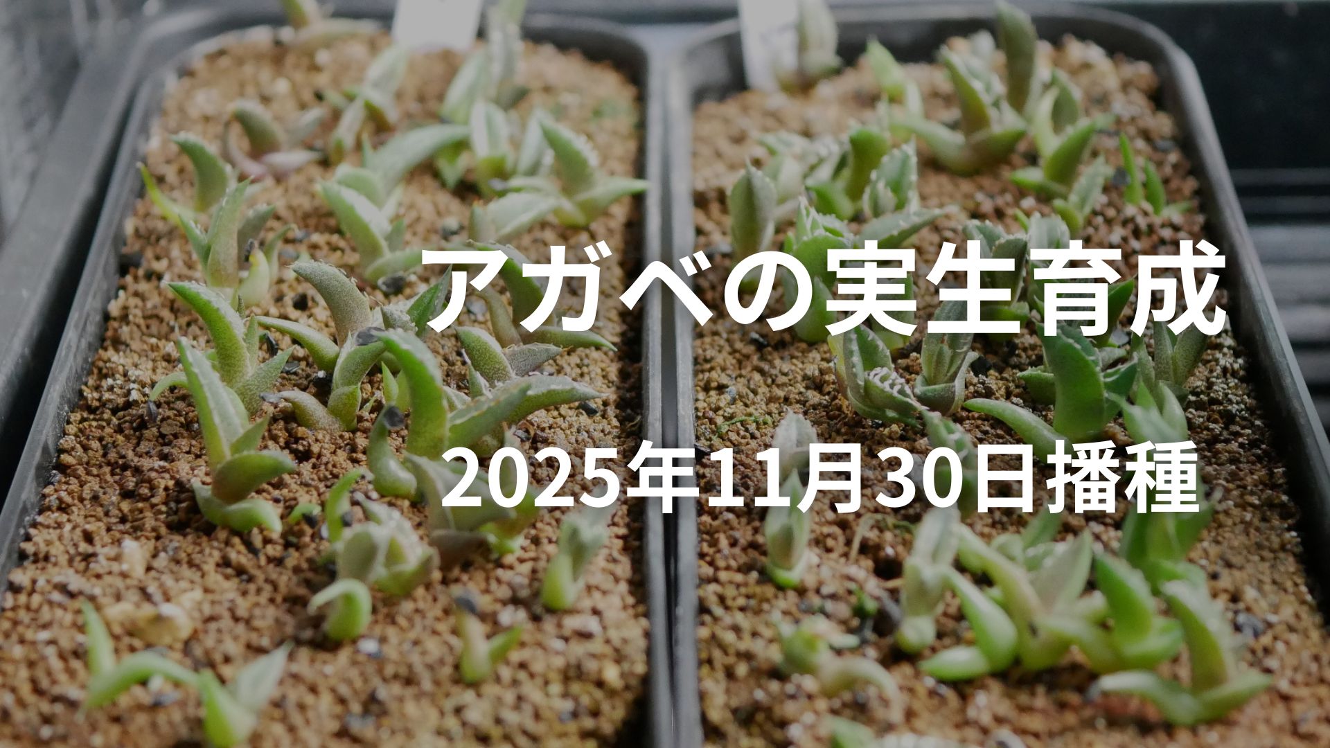 チタノタブルー 実生 2025播種 アガベ チタノタ ブルー実生/ Yanchen産 