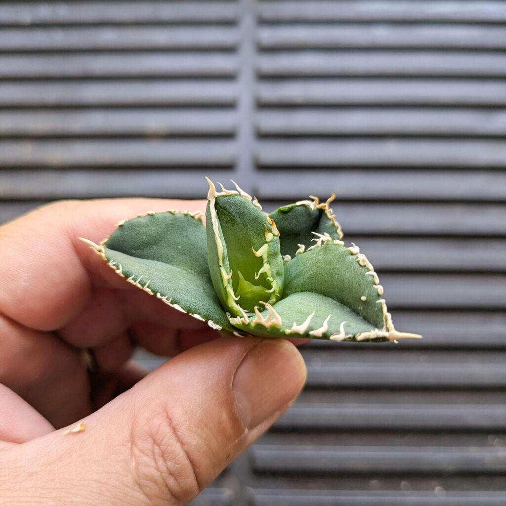 縦割りしたホホジロから芽吹いた子株軍たち