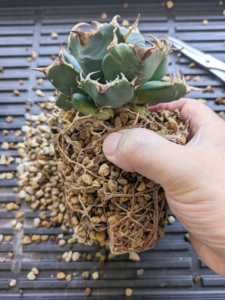 アガベの植え替えのタイミングが難しい...魔丸編
