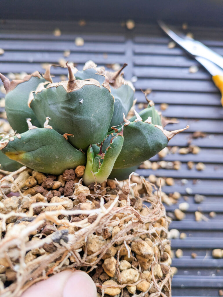 アガベ魔丸の植え替え | タイミングが難しいけど子株も欲しい | SPINAGROW