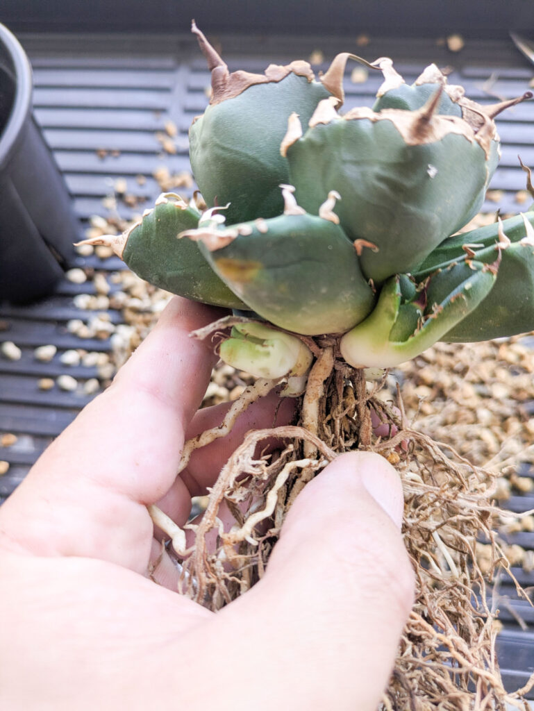 アガベの植え替えのタイミングが難しい...魔丸編