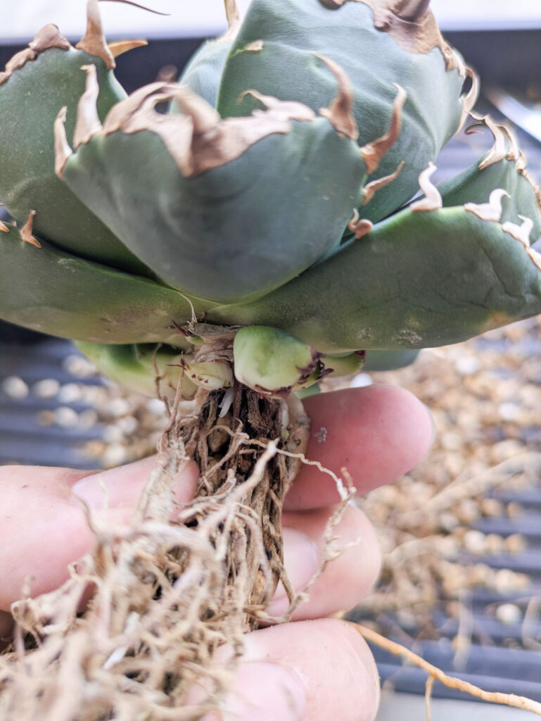 アガベの植え替えのタイミングが難しい...魔丸編