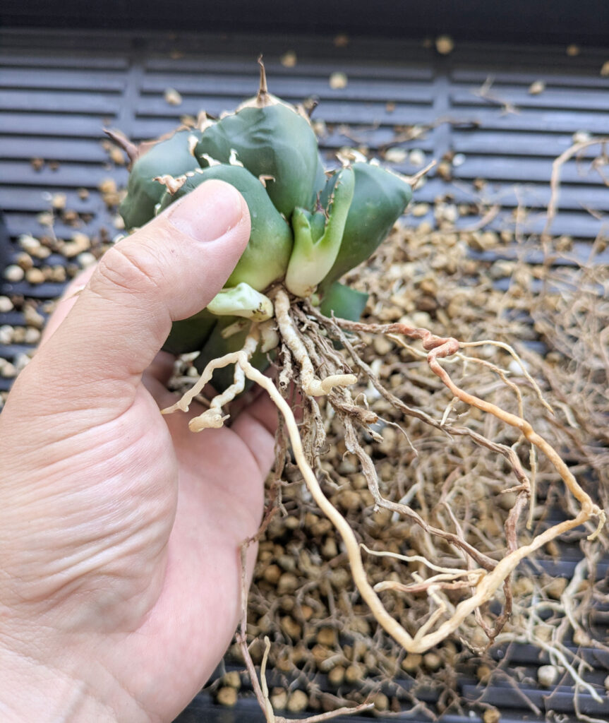 アガベの植え替えのタイミングが難しい...魔丸編