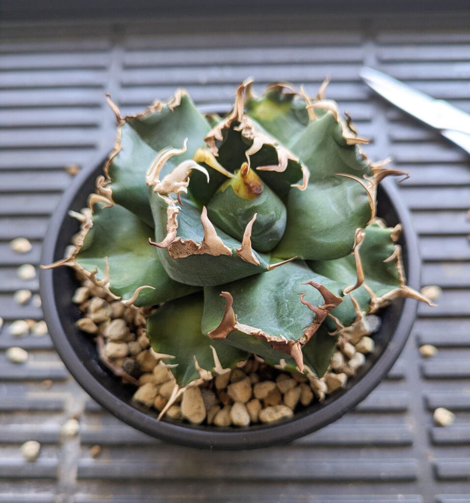 アガベの植え替えのタイミングが難しい...魔丸編