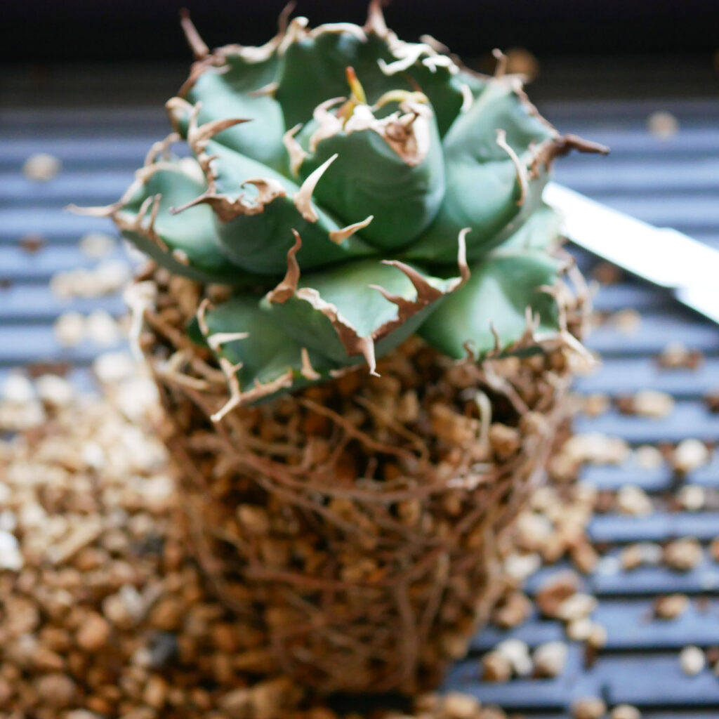 アガベの植え替えのタイミングが難しい...魔丸編