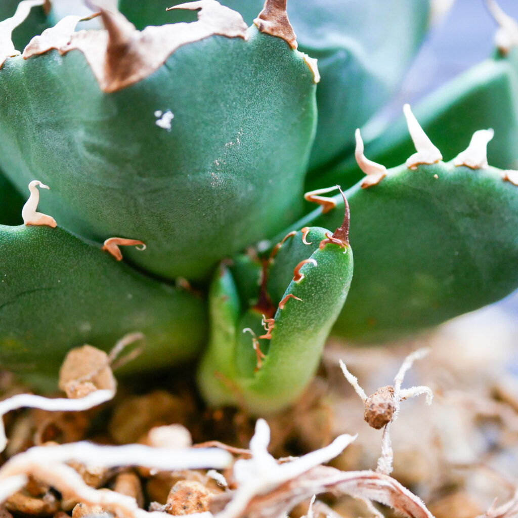 アガベの植え替えのタイミングが難しい...魔丸編