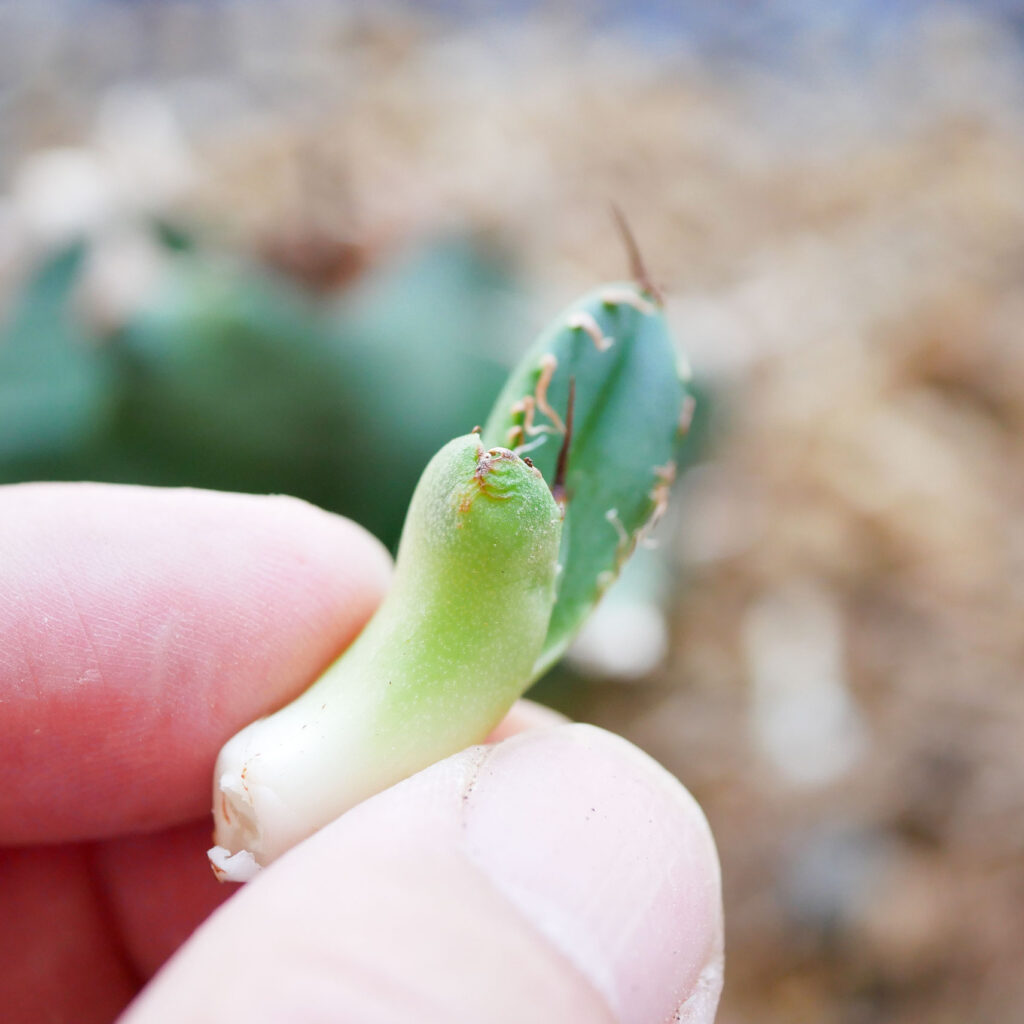 アガベの植え替えのタイミングが難しい...魔丸編