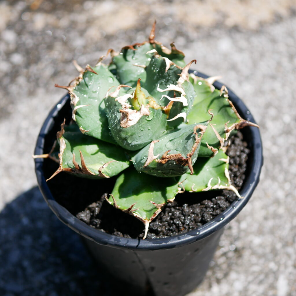 アガベ魔丸の植え替え | タイミングが難しいけど子株も欲しい | SPINAGROW