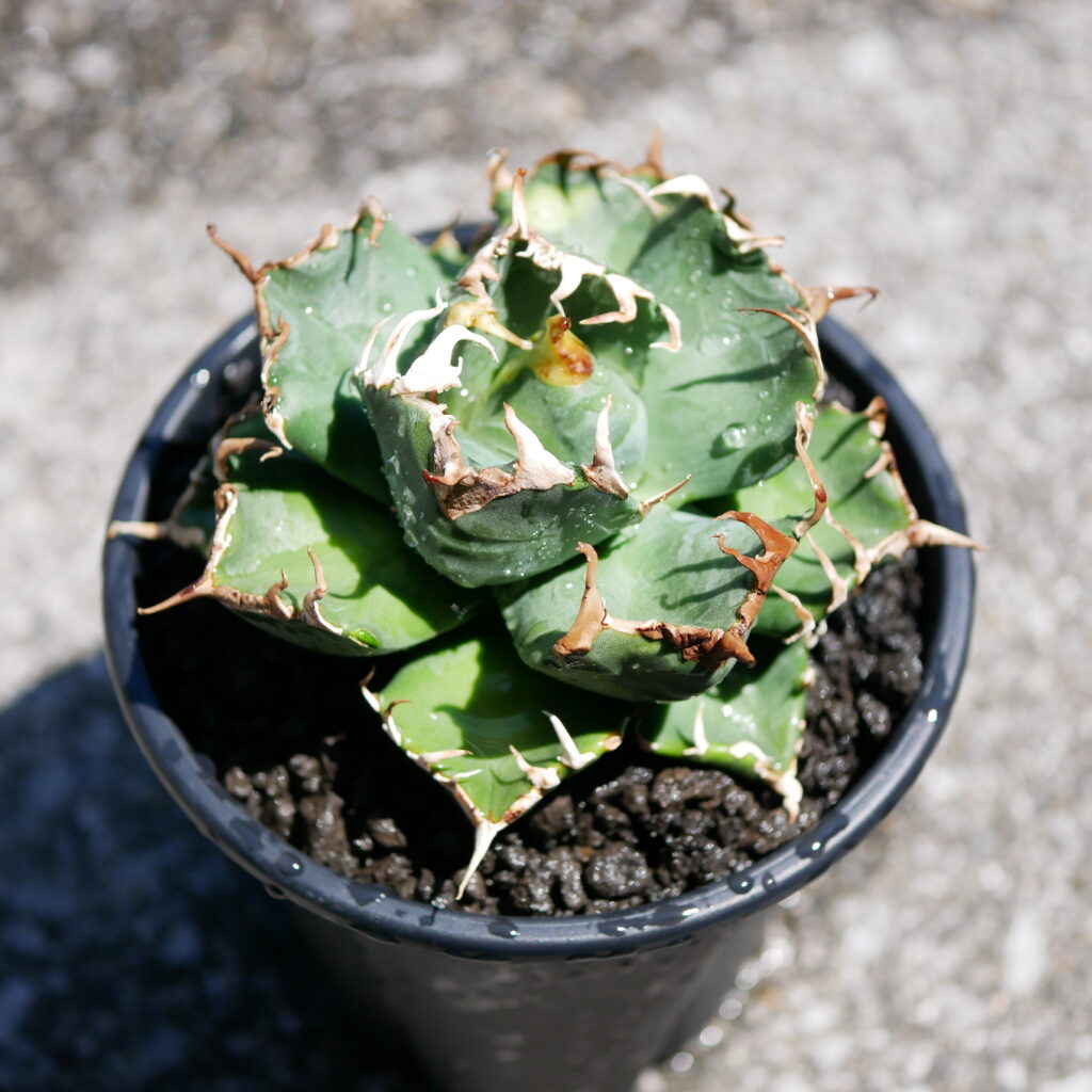 アガベの植え替えのタイミングが難しい...魔丸編