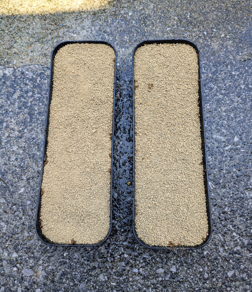 オアハカ産のオテロイを播いた日からの育成記録