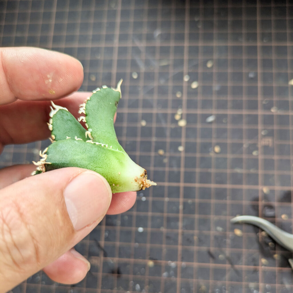 アガベホホジロザメの縦割りの方法と子株の発根管理【育成記録追記】