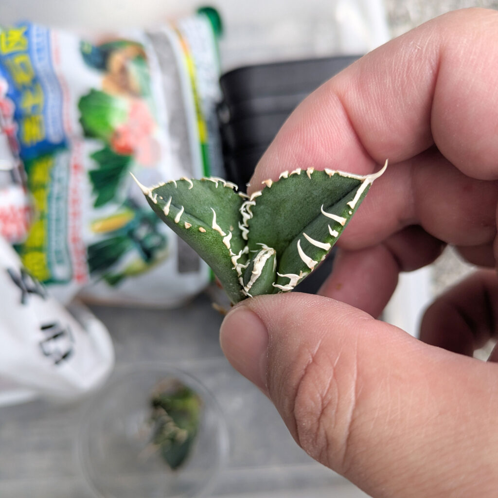 アガベホホジロザメの縦割りの方法と子株の発根管理【育成記録追記】