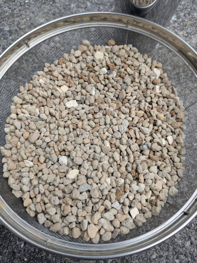 アガベホホジロザメの縦割りの方法と子株の発根管理【育成記録追記】
