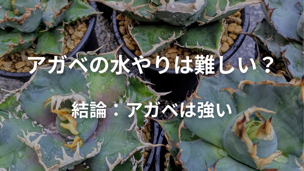 アガベの水やりが難しく感じるのは考えすぎ？