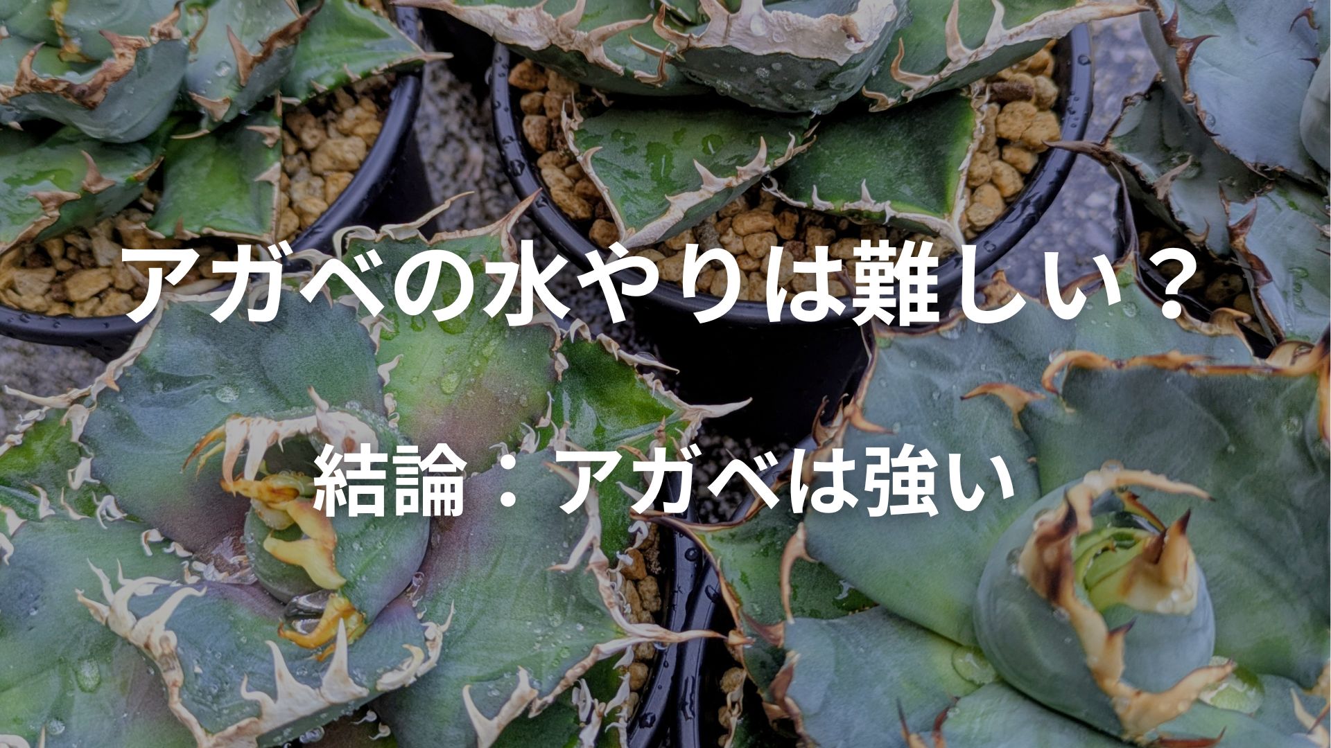 アガベの水やりが難しく感じるのは考えすぎ?