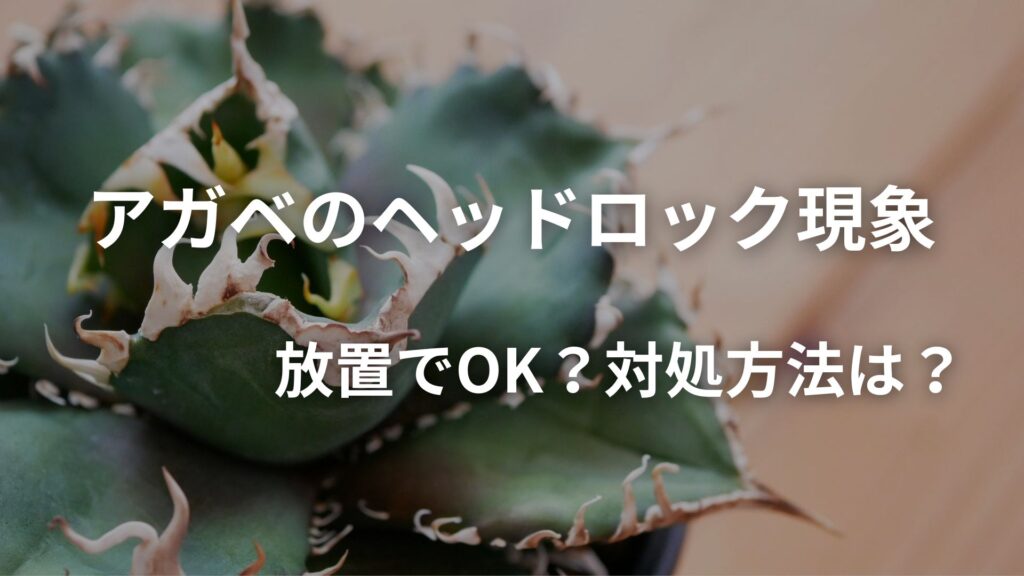 アガベ魔丸のヘッドロック現象 | 対象法を解説