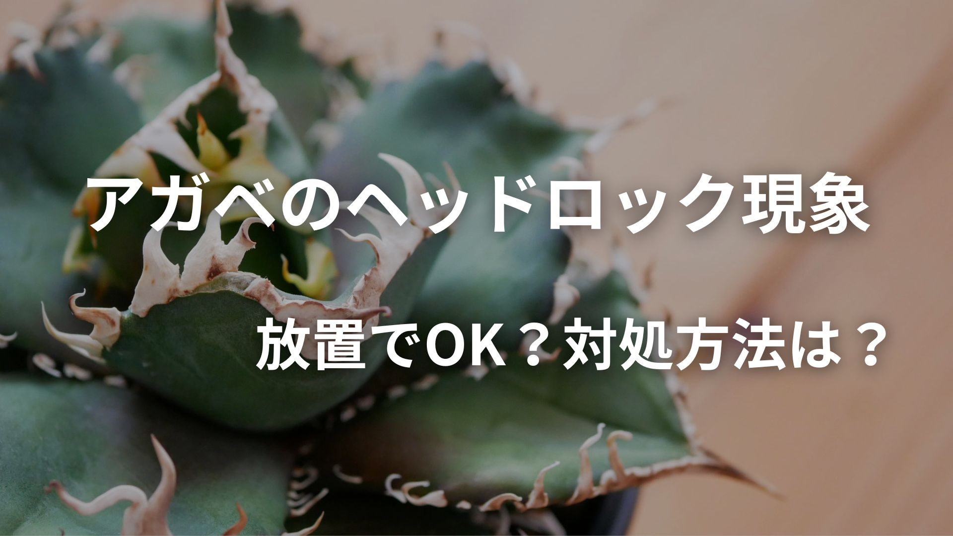 アガベ魔丸のヘッドロック現象 | 対象法を解説