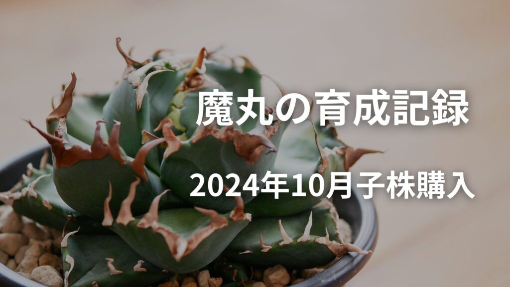 魔丸の成長記録