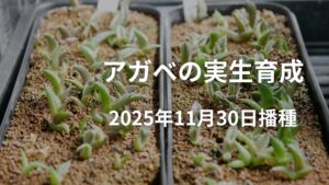 アガベの実生育成記録 | 2025年11月30日播種 | SPINAGROW
