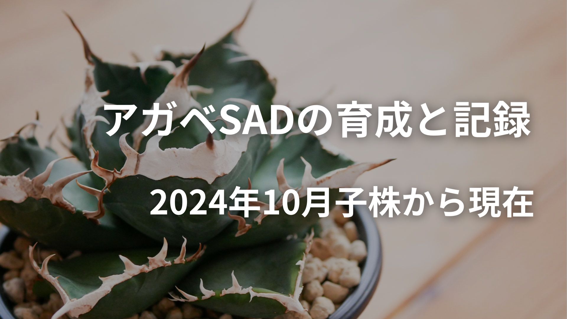 アガベSADの厳つい鋸歯に憧れて育成開始 | SPINAGROW