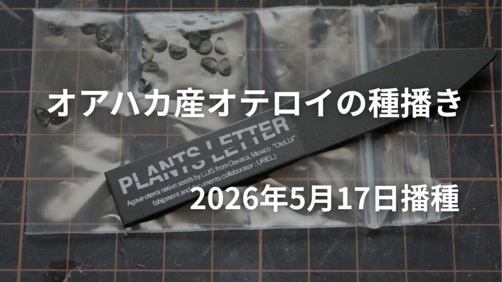 オアハカ産のオテロイを播いた日からの育成記録