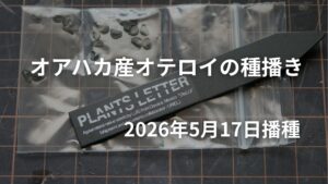 オアハカ産のオテロイを播いた日からの育成記録