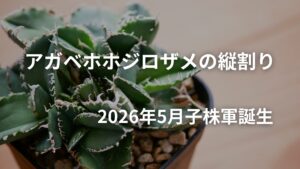 アガベホホジロザメの縦割り