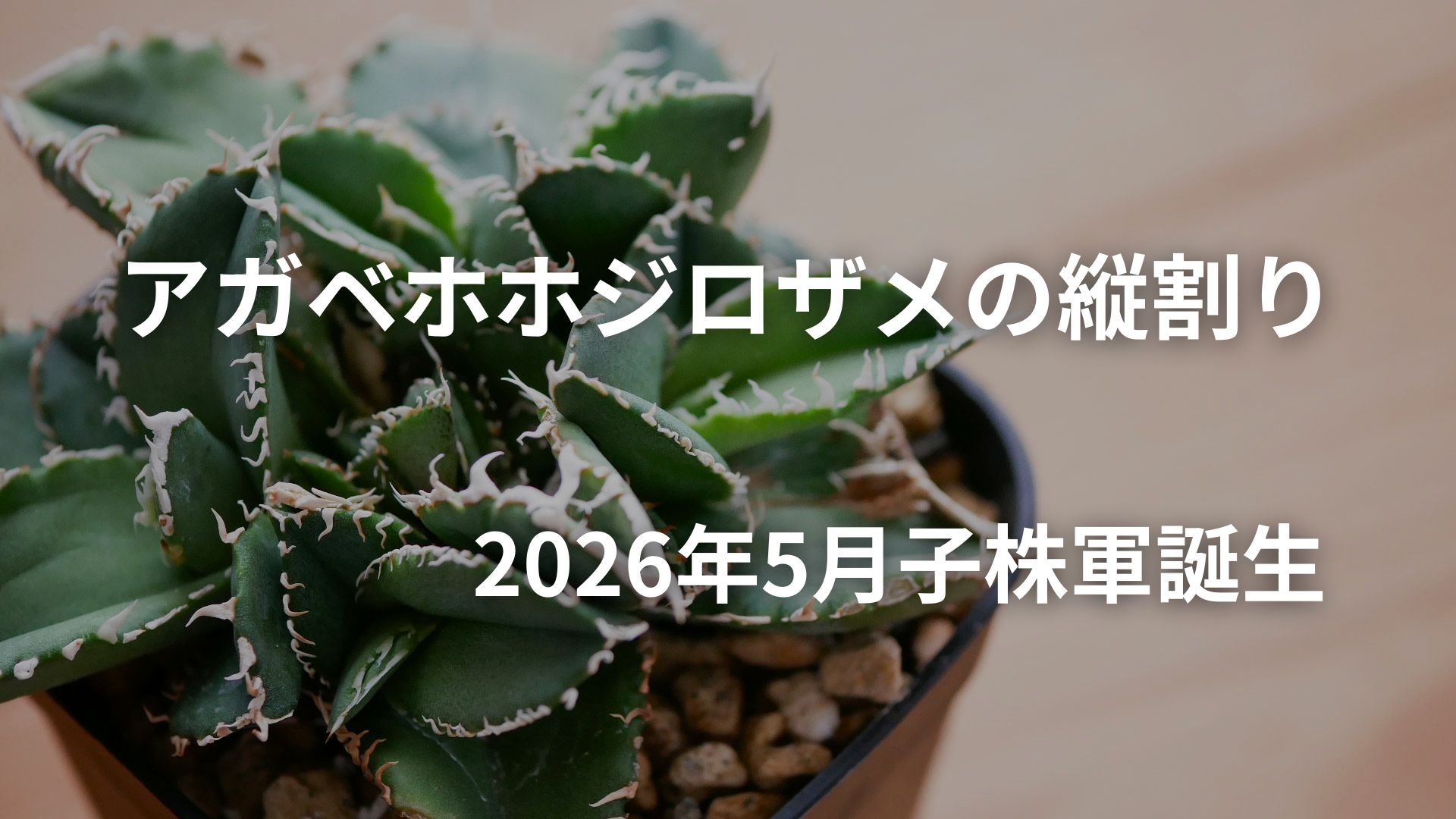 アガベホホジロザメの縦割り