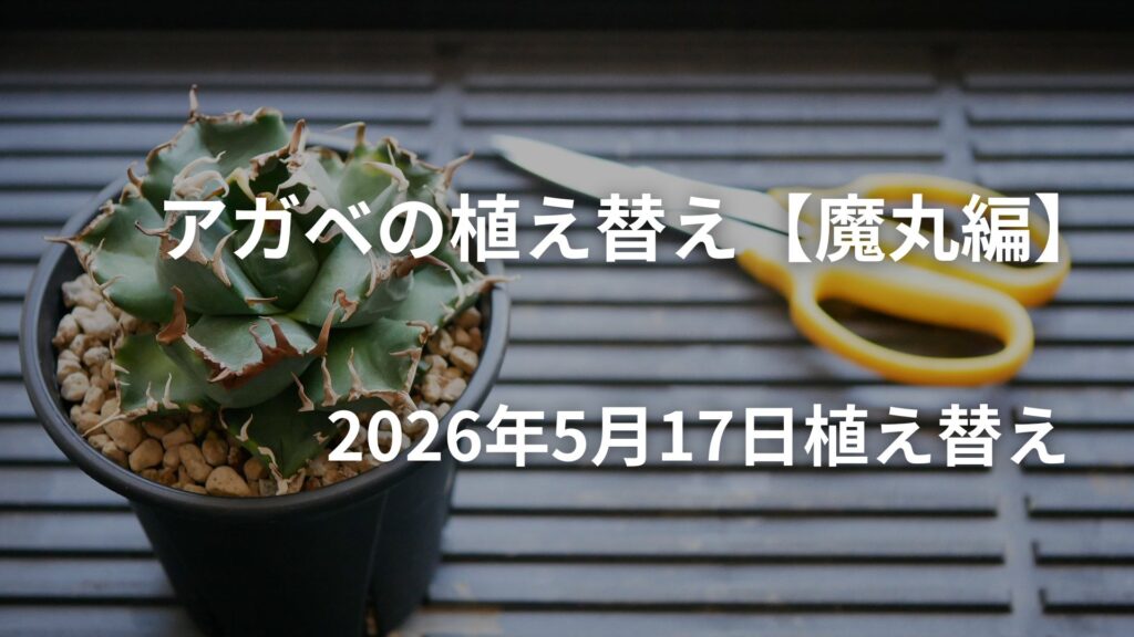 アガベ魔丸の植え替え