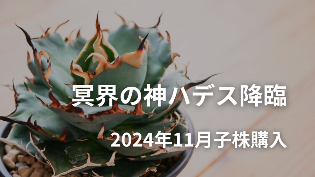 アガベハデスの育成