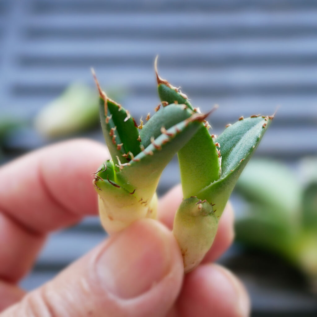 アガベの発根管理｜買った子株・縦割り株を実際に発根させた記録