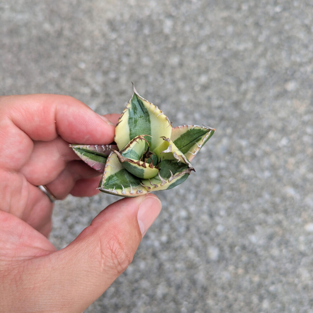 スナグルトゥースの発根管理と育成記録