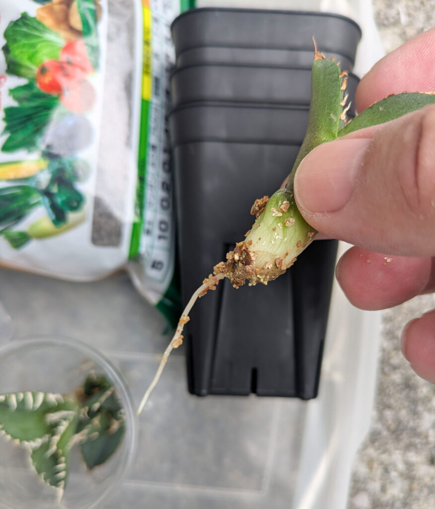 アガベSAD(南アフリカダイヤモンド)の子株を収穫 | 発根管理と育成記録