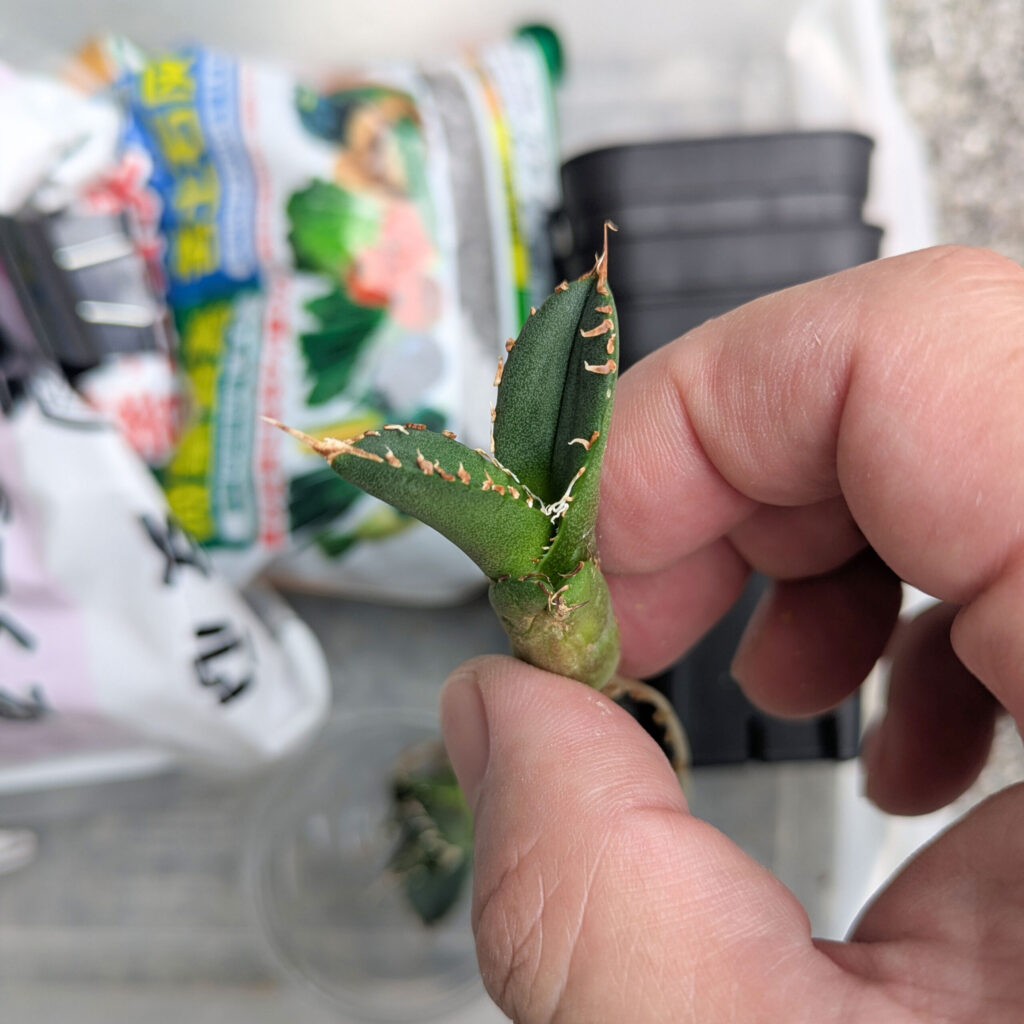 アガベSAD(南アフリカダイヤモンド)の子株を収穫 | 発根管理と育成記録