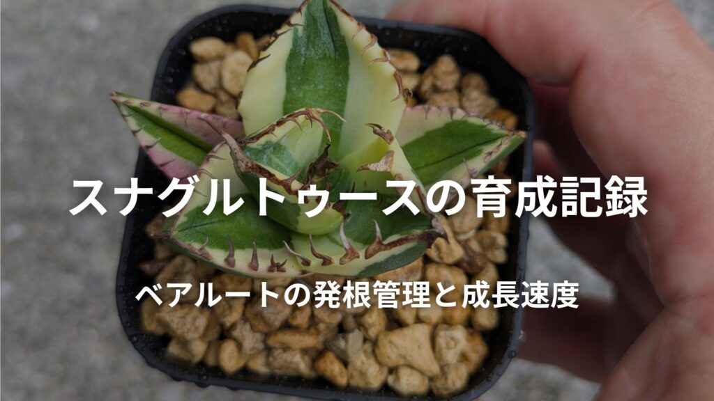 スナグルトゥースの発根管理と育成記録