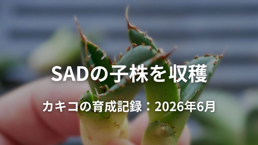 SADの子株を2株収穫 | 発根管理と育成記録