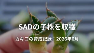 SADの子株を2株収穫 | 発根管理と育成記録