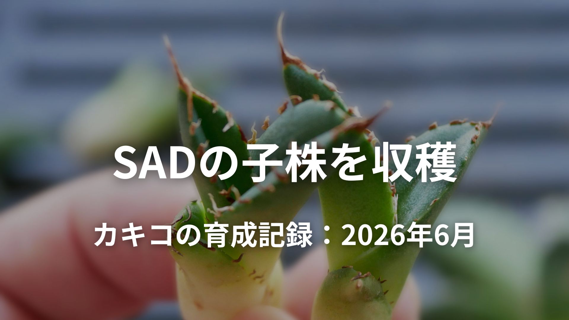 アガベSAD(南アフリカダイヤモンド)の子株を収穫 | 発根管理と育成記録