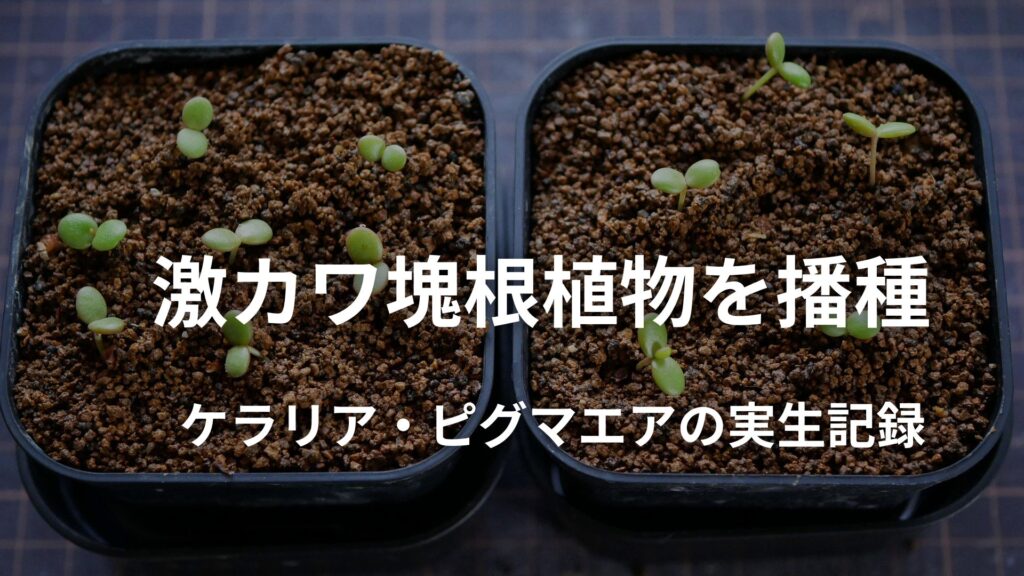 激カワ塊根植物ケラリア・ピグマエアの播種と実生育成記録