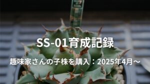 カッコいいアガベに仕上がってきた | 趣味家さんの子株育成記録