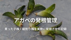アガベの発根管理｜買った子株・縦割り株を実際に発根させた記録
