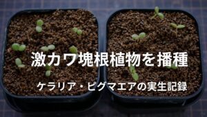激カワ塊根植物ケラリア・ピグマエアの播種と実生育成記録
