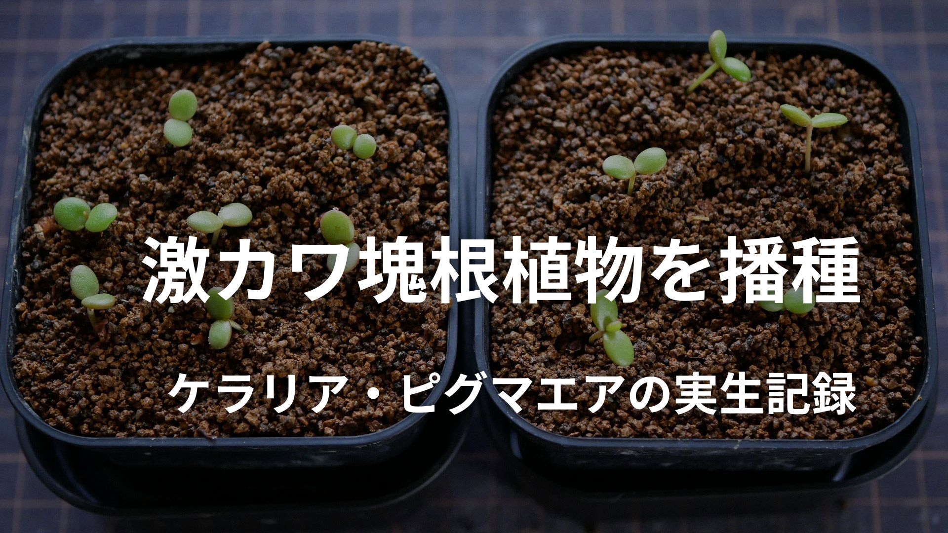 激カワ塊根植物ケラリア・ピグマエアの播種と実生育成記録